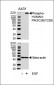 Phospho-HUMAN-PIK3C2B(Y228) Antibody