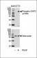 Phospho-SHP2(Y584) Antibody