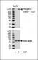 Phospho-ErbB2(Y1222) Antibody