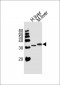 APOD Antibody (N-term)