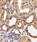 CAPN1 Antibody