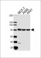 CAPN1 Antibody