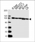 VCP Antibody