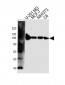 VCP Antibody