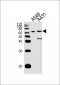 STIP1 Antibody (Center)