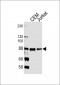 MYB Antibody (Center)