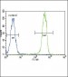 PCNA Antibody (Center)