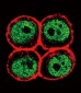 PCNA Antibody (Center)