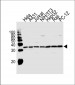 PCNA Antibody (Center)