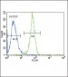 PGK1 Antibody (Center)