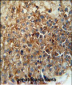 CD46 Antibody (C-term)