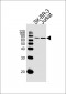 CD46 Antibody (C-term)