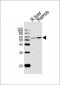 GPI Antibody (C-term)