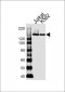 DHX9 Antibody (N-term)