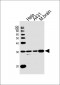 YWHAG Antibody (N-term)