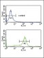 BAT1 Antibody (C-term)