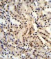 BAT1 Antibody (C-term)