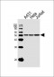 BAT1 Antibody (C-term)