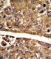 MDH1 Antibody (C-term)