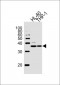 MDH1 Antibody (C-term)