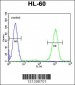 ADA Antibody (C-term)