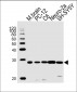 UCHL1 Antibody (C-term)