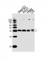 MAPK3/1 Antibody (Center)