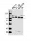 RPTOR Antibody