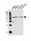SRC Antibody(N-term)