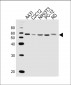 SRC Antibody(N-term)