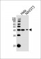 HSP40 Antibody