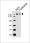 ITA6 Antibody