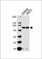 WEE1 Antibody (Center)