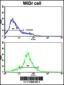 HSP90AB1 Antibody (Center)