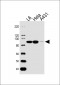 HSP90AB1 Antibody (Center)