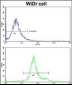 GSTP1 Antibody (C-term)