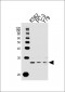 GSTP1 Antibody (C-term)