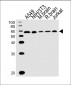 RAD23B Antibody (N-term)