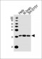 CDK5 Antibody