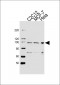 HSP90B1 Antibody (Center)