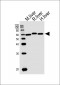 HMGCS1 Antibody (Center)