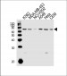 PARP3 Antibody (N-term)