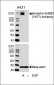 Phospho-ERBB2(Y877) Antibody