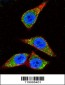 ENO1 Antibody (C-term)