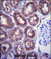 ENO1 Antibody (C-term)