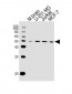 ENO1 Antibody (C-term)