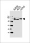 MAGED1 Antibody (Center)