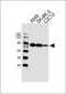 CAPN2 Antibody