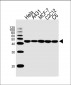 Beta-Actin  Antibody