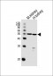 C1GALT1 Antibody (Center)